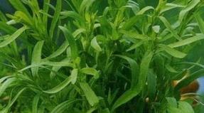 The use of tarragon in cooking and traditional medicine