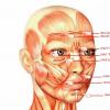 Topografska anatomija žil in živcev obraza Kateri živci inervirajo mišice obraza