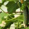 Cucumber - history of origin Which country is the birthplace of cucumbers