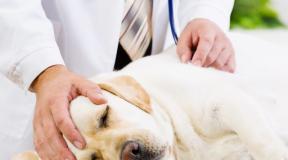 Signs of heart failure in dogs and basic treatment