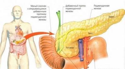How does alcohol affect the pancreas?
