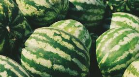 Tasty Garden Tasty Garden: Growing melons and gourds