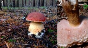 When and where to pick mushrooms in the Moscow region?