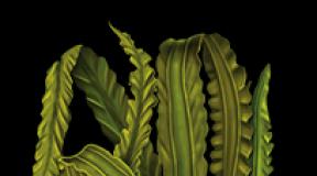 Laminaria pharmacopoeia.  Senna leaves GF XIII FS.2.5.0038.15.  Clinical application of kelp