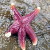 Fascinantna dejstva o Starfish, ki ste komaj vedela