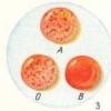 Mis on veregrupid ja kuidas neid määratakse?
