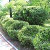Liana and shrubs for live, fast-growing, long-term and evergreen hedges