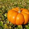 Why pumpkin juice should be drunk every day: the whole truth about a vitamin drink