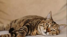 Stres pri mačkah in kako ga zdraviti