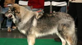 Karst Sheepdog (Karst Sheepdog) - Animals and Nature Karna Shepherd