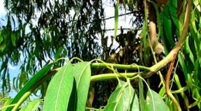 Uporaba evkaliptusa: antiseptični, protivnetni in drugi terapevtski učinki Prašek proti pikom žuželk