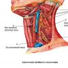 Vratni živčni pletež (plexus cervlcalis) Inervacija vratnega pleksusa