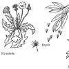 asfaldi lõhenemise taimed