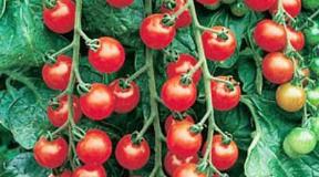 Fine varieties of tomatoes for open soil