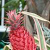 How pineapples grow on plantations, greenhouses and home
