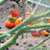 Kako se spoprijeti s pozno glivico na paradižniku, zdravljenje paradižnika na njihovi poletni koči Lahko jeste paradižnik, ki ga je prizadela gniloba