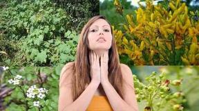 Thyroid gland, symptoms of the disease and treatment with folk remedies Medicinal plants used to treat the thyroid gland