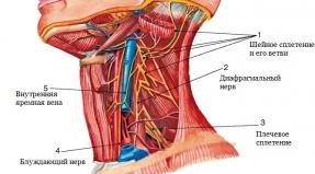 Cervical nerve plexus (plexus cervlcalis) Innervation of the cervical plexus
