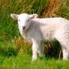 Zakaj sanjate o jagnjetini?  Razlaga iz sanjskih knjig.  Zakaj sanjate o ovcah?
