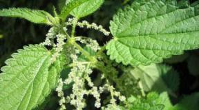 The benefits and harms of nettle for the human body