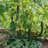 Trellier for cucumbers: A simple and convenient way to obtain an excellent crop