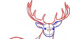 Deer - pictures and photos for children, interesting facts We draw a deer with a pencil in stages