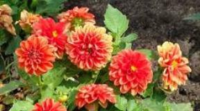 Dahlias planting and care in the open field when to plant dahlias photo in the garden