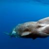 What is the difference between a sperm whale and a whale: comparison and differences