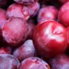 Can or can't you eat plums for type 1 and type 2 diabetes?