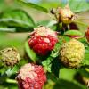 Raspberry dry leaves: reasons and recipes for recovery