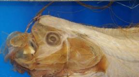 Teadlane on paljastanud räimekuninga ilmumise põhjused Venemaa ranniku lähedal