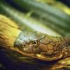 Why do snakes dream on earth
