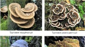 Fungi symbionts, saprophytes and parasites