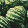 Tasty Garden Tasty Garden: Gojenje melon in buč