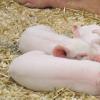Diarrhea in piglets - how to treat at home