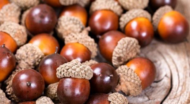 Acorns: benefits and harm, recipes for dishes with oak fruits