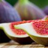 Everything about the oldest fig plant (fig tree or fig tree) Fig bush or tree