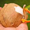 Kuidas kodus kookospähklit murda