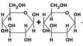 Struktura in delovanje ogljikovih hidratov in lipidov