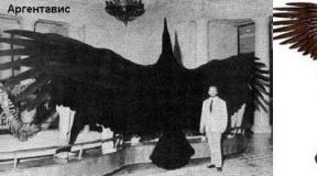 The largest birds on earth