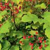 Viburnum: planting, care, pruning, reproduction, use