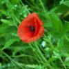 Poppy - the oldest symbol of sleep and death