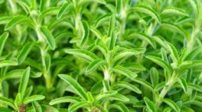 The benefits and harms of stevia What is stevia, what is useful