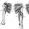Mišice zgornjih udov Anatomija mišic zgornjih udov
