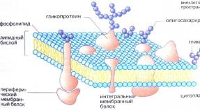 outer cell membrane