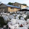 Milk business: selling goat milk