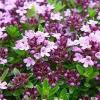 What is another name for thyme?
