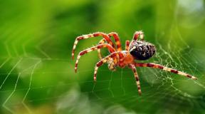Dream Interpretation: Why do you dream about a spider?