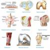 Classification of joint diseases and some general provisions