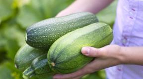 Zucchini: growing, planting and care in the open field